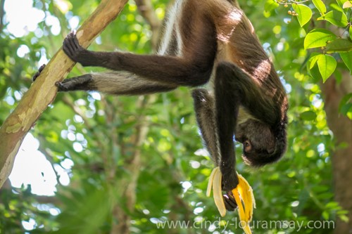Spider Monkey eating upside down Cindy Lou Ramsay Photography
