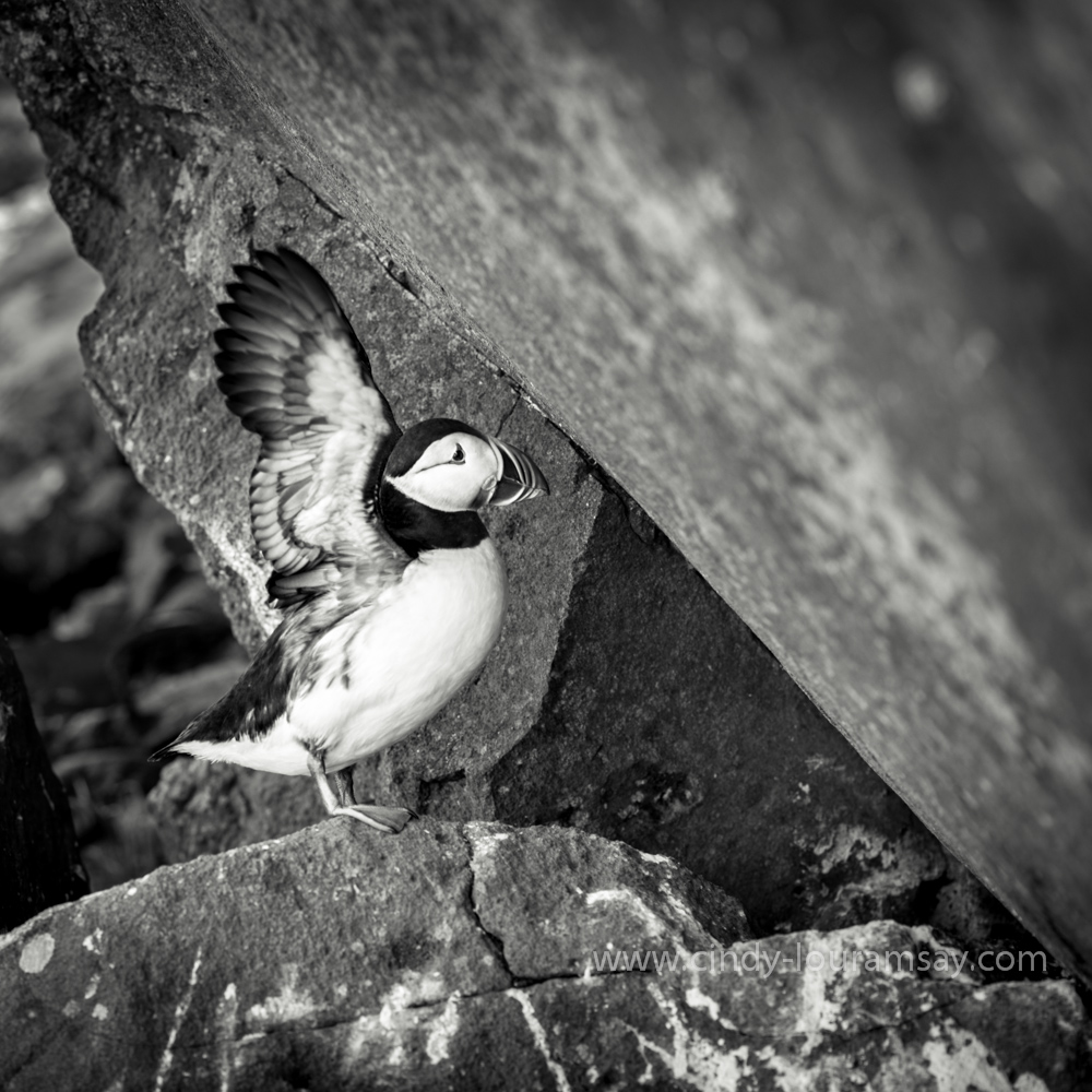 "Puffin Peeking"