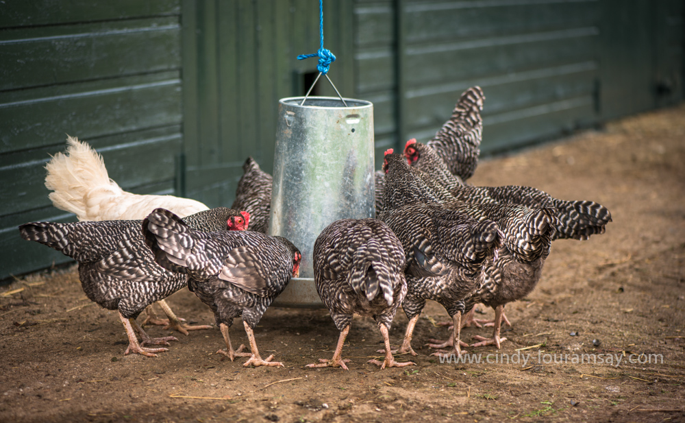 A Day in the life of an owner of a Small-holding...